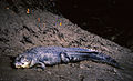 Saltwater Crocodile (Crocodylus porosus) (19753788854).jpg