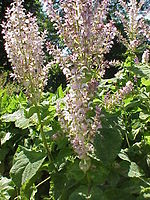 Salvia sclarea3.jpg