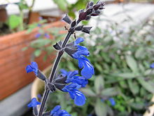 Salvia sinaloensis1.jpg