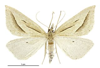 <i>Samana falcatella</i> Species of moth endemic to New Zealand