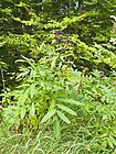 Sambucus ebulus 004.jpg