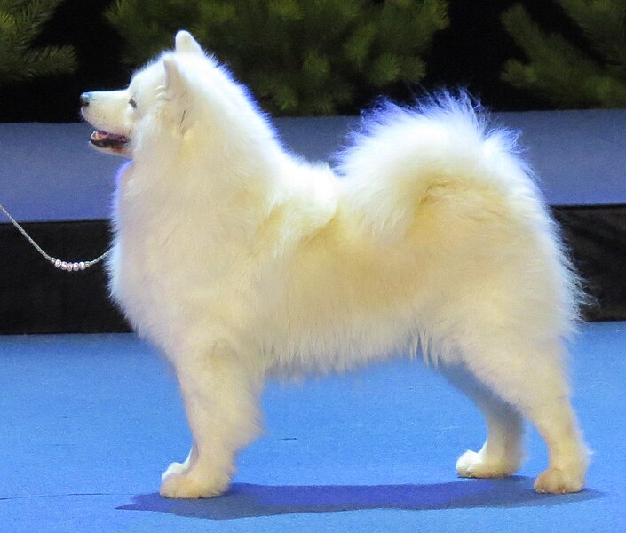 File:Samoyed Koira 2013.JPG