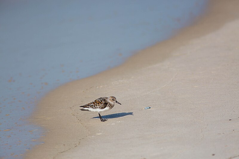 File:Sanderling (33973147543).jpg