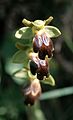 Ophrys (fusca) eleonorae