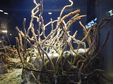 Satsuma Tubeworm (Satsuma-Haorimushi, Lamellibrachia satsuma at Enoshima Aquarium.