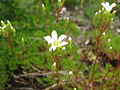 Saxifraga canaliculata