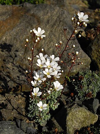 <i>Saxifraga cochlearis</i> Species of plant in the genus Saxifraga