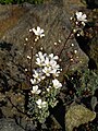 Saxifraga cochlearis 'Probynii'