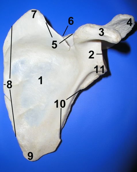 File:Scapula ant numbered.png