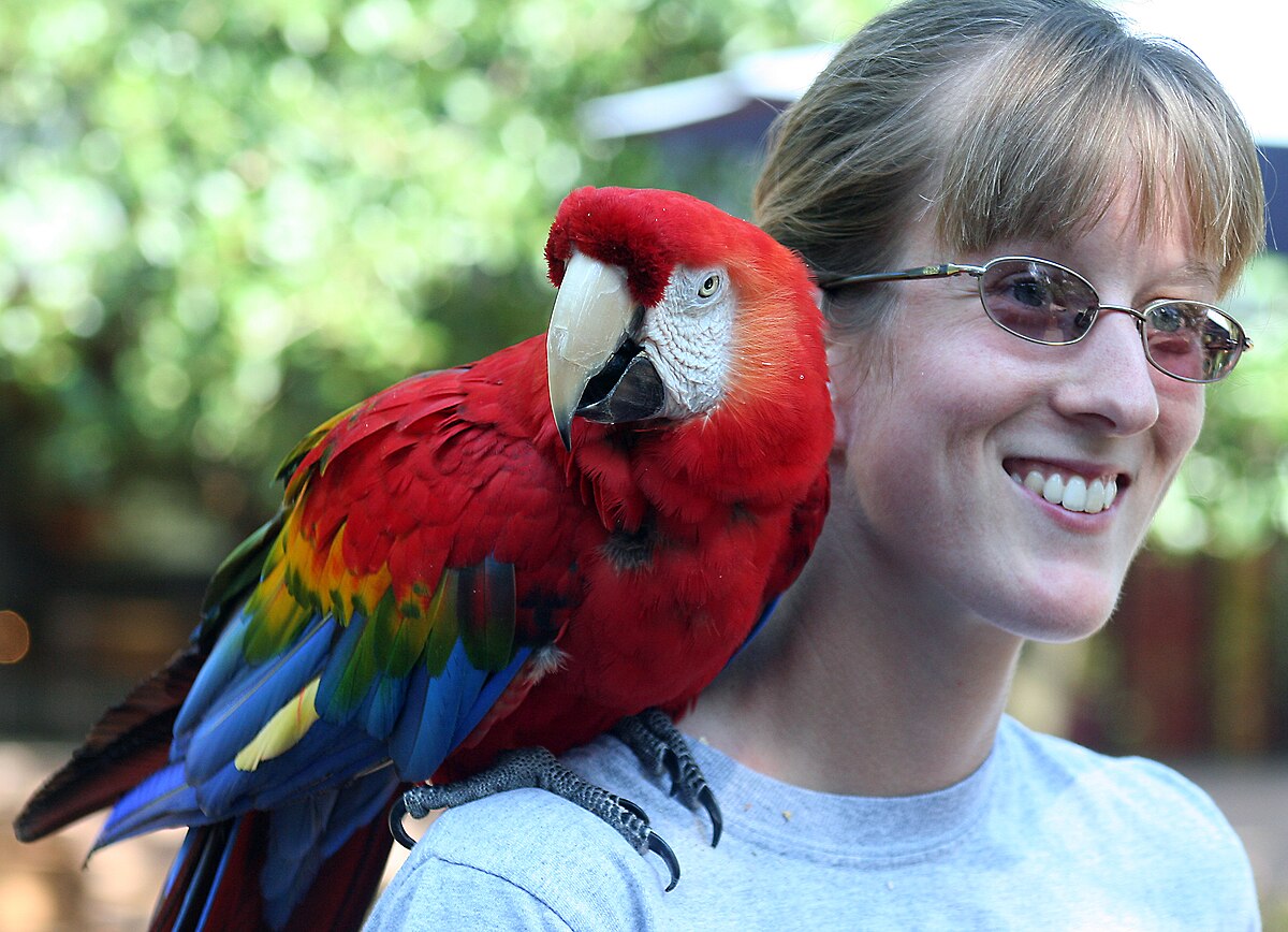File:Scarlet Macaw (Ara macao) -Houston Zoo-8.jpg - Wikimedia Commons