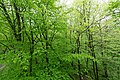 * Nomination View from the Baumkronenpfad in the Hainich National Park near Schönstedt, Thuringia, Germany --XRay 03:40, 15 June 2017 (UTC) * Promotion Good quality. -- Johann Jaritz 04:38, 16 June 2017 (UTC)