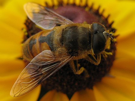 Eristalis_horticola