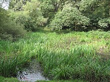 Overgrown pond at Scratchwood Scratchwood pond.JPG