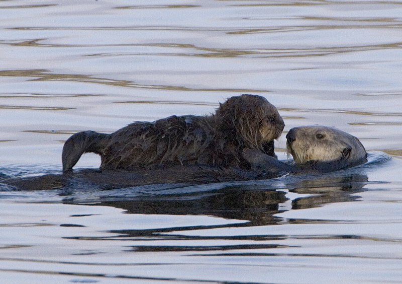 File:Sea-otter-with-pup-morro-rock.jpg