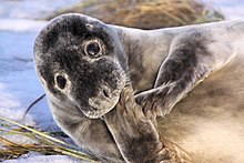 Seal - Donna Nook December 2010 (5261070895).jpg