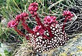 Sempervivum arachnoideum (Pyrenees)