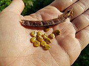 Senna hebecarpa fruit and seeds.jpg