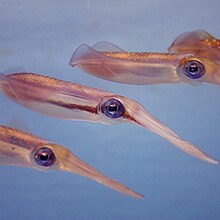 Schooling bigfin reef squids from the Suma Aqualife Park, Kobe, Japan Sepioteuthis lessoniana 2.jpg