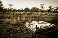 Serengeti National Park 010.jpg