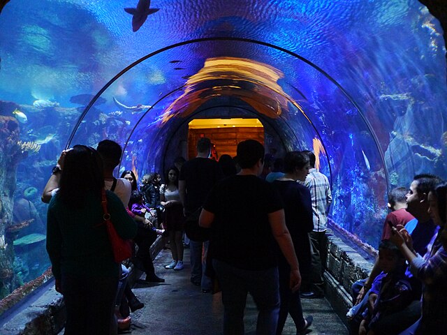 Shark Reef Aquarium Las Vegas