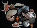 Shells of marine Mollusc1.jpg