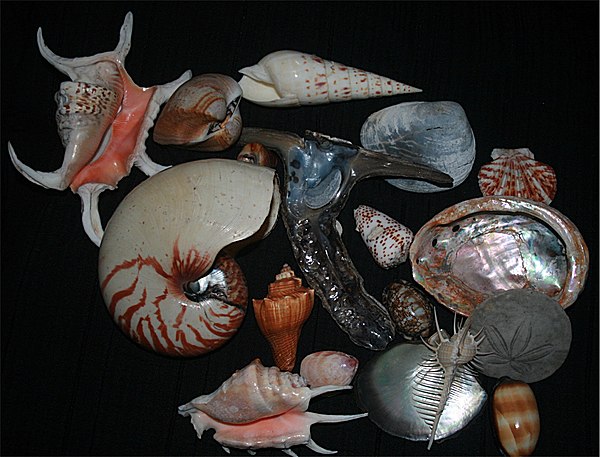 У каких животных есть раковина. Абалон моллюск. Раковины морских моллюсков. Коллекция раковины моллюсков. Коллекция ракушек.