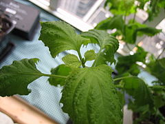 Shiso detail.jpg