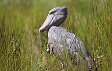 Shoebill (Balaeniceps rex) a common bird in Burigi-Chato National Park Shoebill (Balaeniceps rex), Uganda (52949464409).jpg