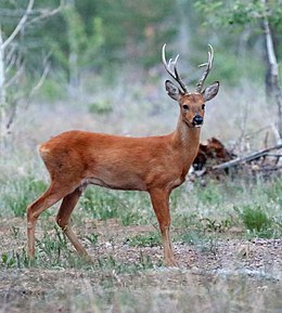 Sibirinė stirna (Capreolus pygargus)