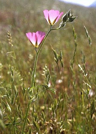 <i>Sidalcea keckii</i> Species of flowering plant