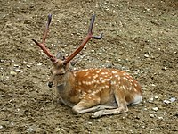 Japanese Sika Deer