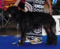 Silken Windhound, black