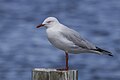 * Nomination Silver gull (Chroicocephalus novaehollandiae) --Charlesjsharp 15:15, 26 February 2024 (UTC) * Promotion  Support Good quality. --Poco a poco 16:26, 26 February 2024 (UTC)