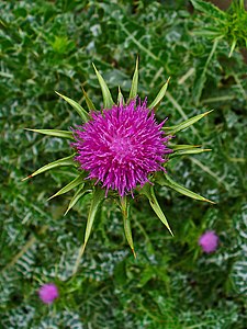 Silybum marianum Inflorescence