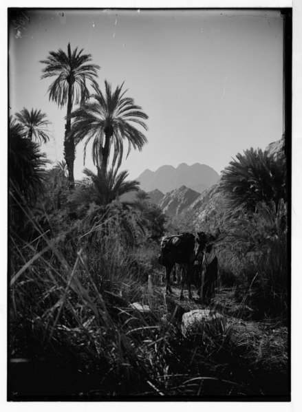 File:Sinai. Gebel Serbal. LOC matpc.05410.tif