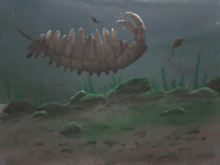 Reconstruction of Tamisiocaris (top), an anomalocarid from the Cambrian which was discovered to have been a filter-feeder in 2014. A hypothetical filter-feeding anomalocarid was featured in the book All Your Yesterdays (2013). Sirius Passet.png