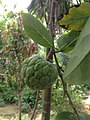 Sugar apple in Tamil Nadu, which is known as சீதாபழம்