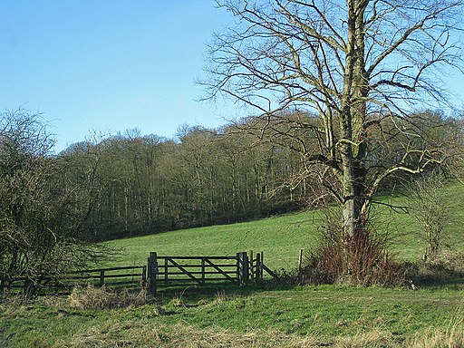 Slingsby Banks Wood - geograph.org.uk - 2775347