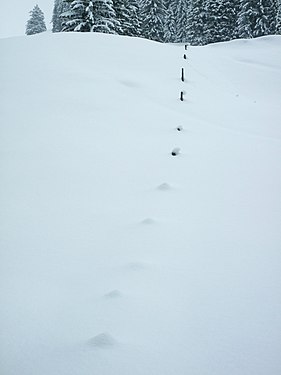 Snow covered pasture fence