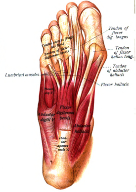 bottom foot tendons