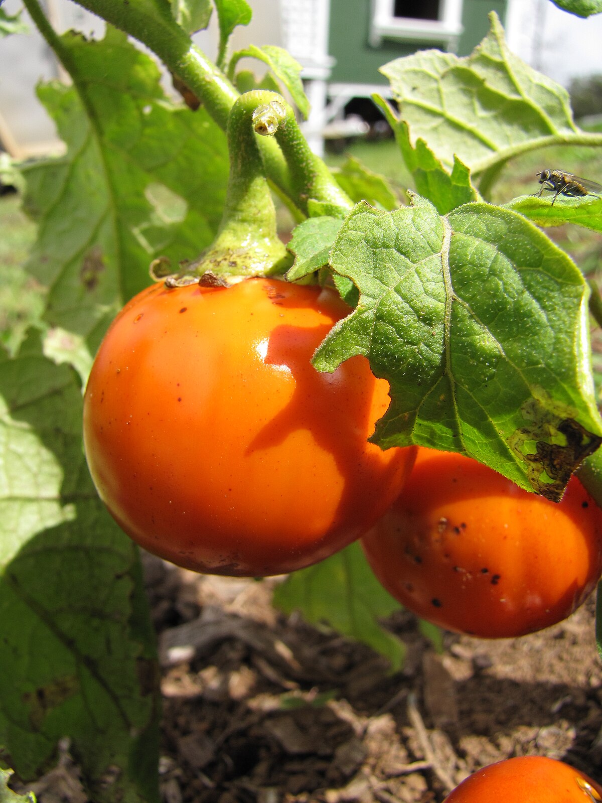 Solanum gilo, Scarlet Eggplant, Gilo, Jilo