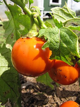 Solanum gilo fruit (9224893509).jpg
