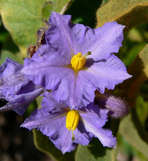 Solanum hispidum 3