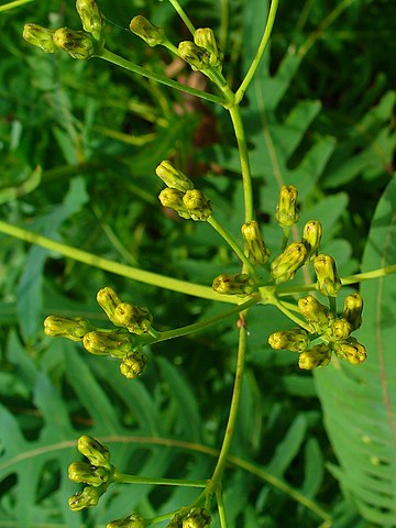 Flower buds