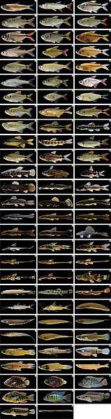 File:Species of fishes from the Chasqueiro Stream (Mirim Lagoon system).jpg