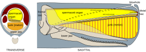 Physeter Macrocephalus: Descrizione, Biologia, Distribuzione e habitat