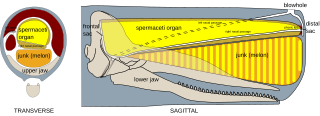 <span class="mw-page-title-main">Spermaceti organ</span> Part of a sperm whale