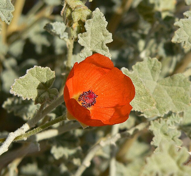 File:Sphaeralcea ambigua 9.jpg