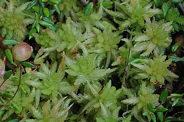 Сфагнум болотный (Sphagnum palustre)