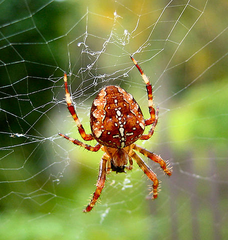 Kriminel For nylig Alternativt forslag Orb-weaving Spiders Eat Plant Pollen (And Their Own Webs) | Tremendously  Impressive Morphologies